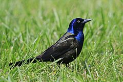 Common Grackle